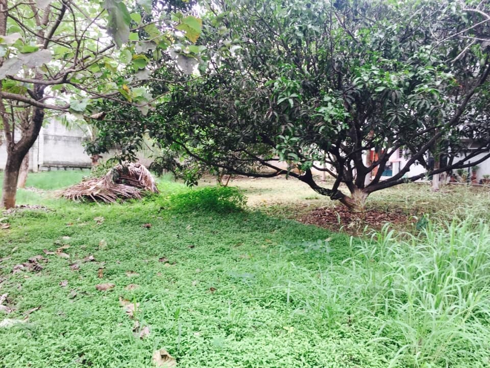 Plot / Site photo 3