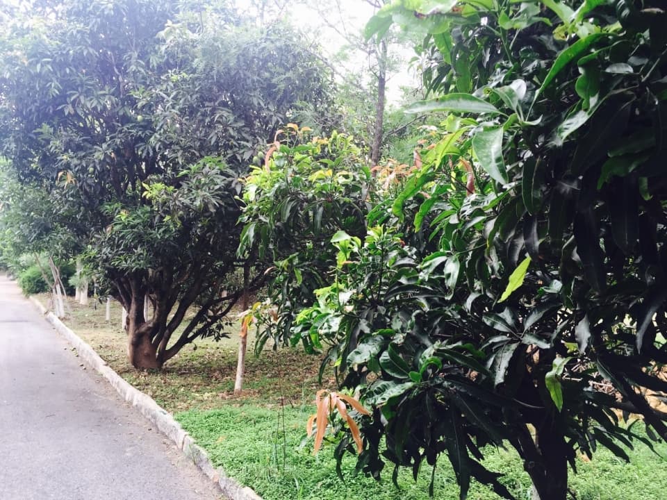 Plot / Site photo 2