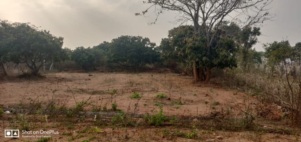 Plot / Site photo 2