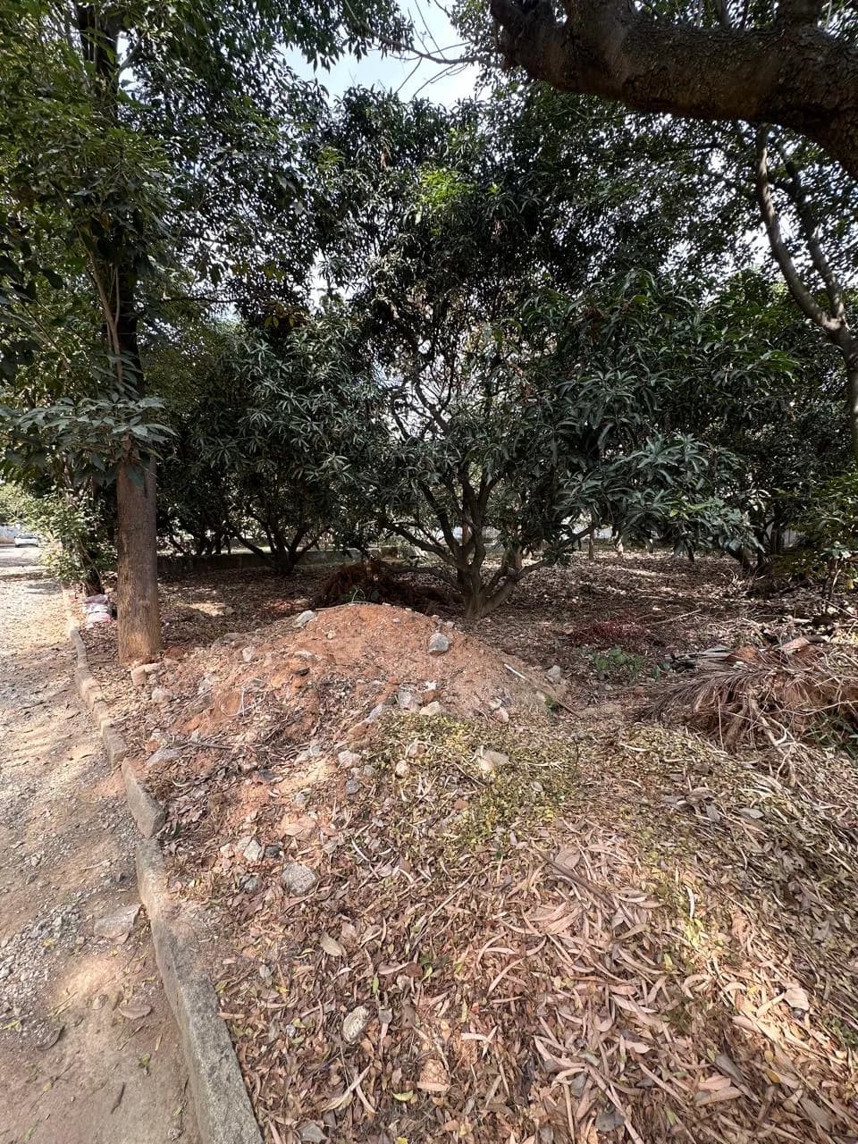 Plot / Site photo 3