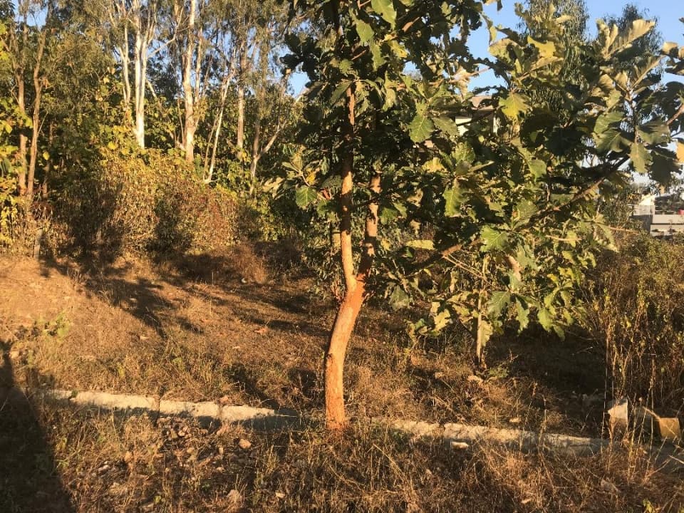 Plot / Site photo 2