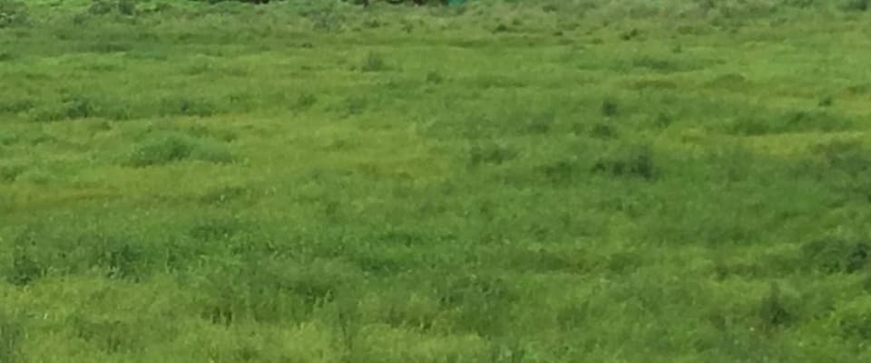 Plot / Site photo 3